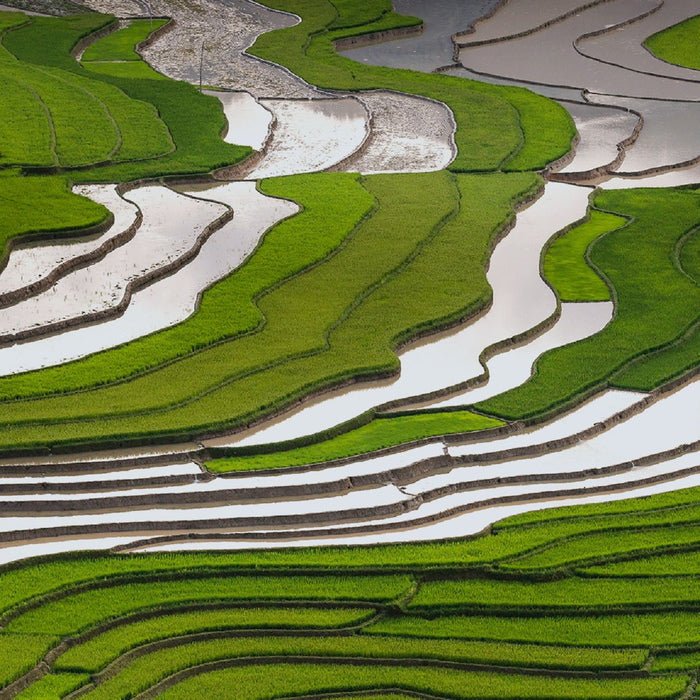 N°16 Jardin Vertical Intense – Image 3