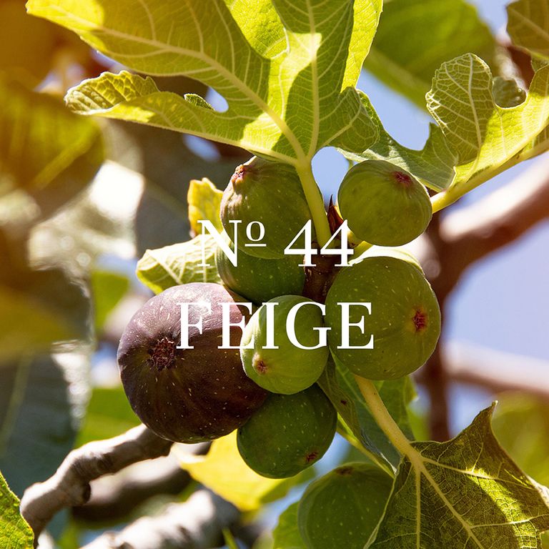 No 44 figue – Image 3