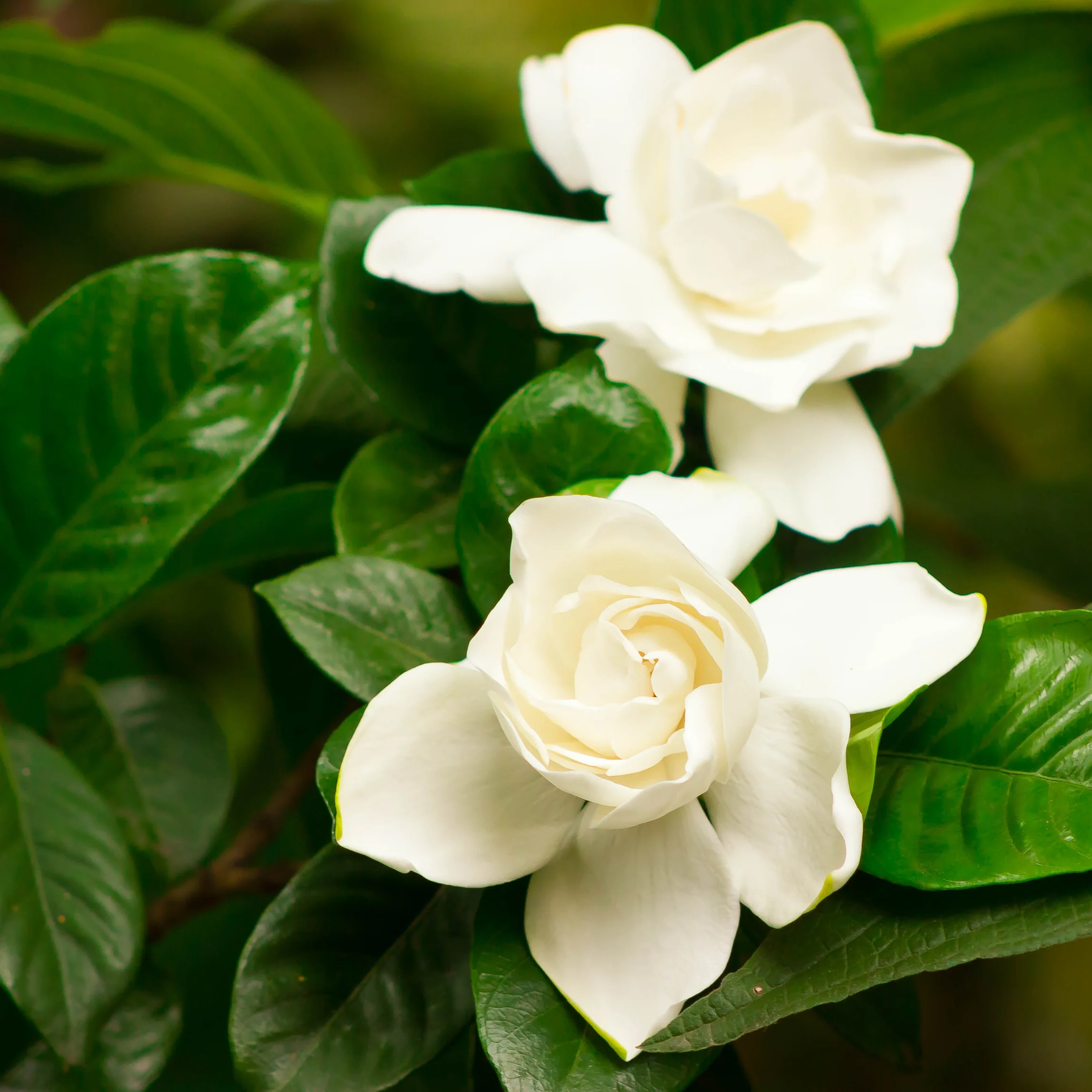 Gardénia - Gardenia