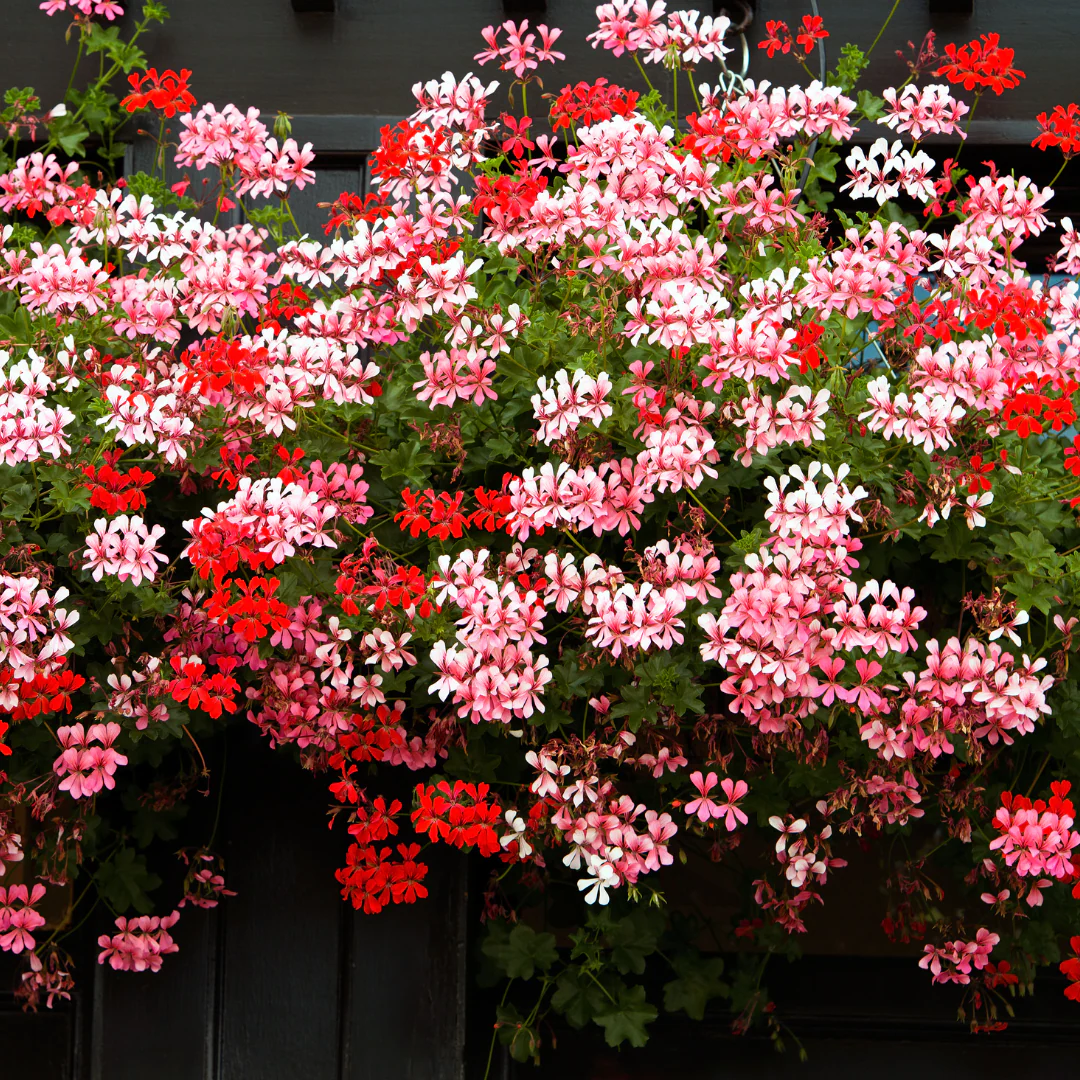 Géranium lierre - Pelargonium peltatum
