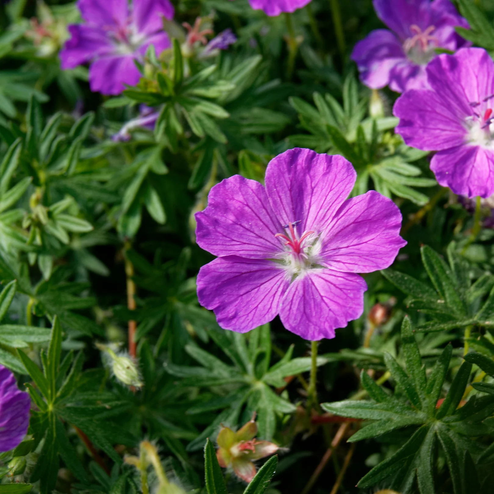 Géranium sanguin - Geranium sanguineum