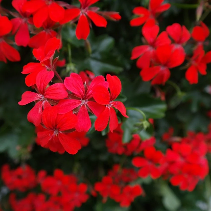Géranium lierre - Pelargonium peltatum – Image 2