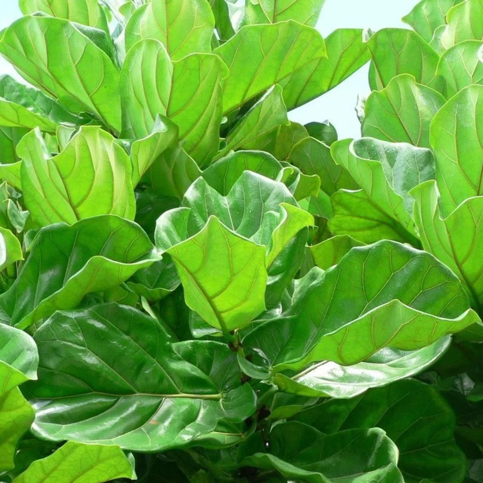 Ficus Lyrata - Ficus Lyrata