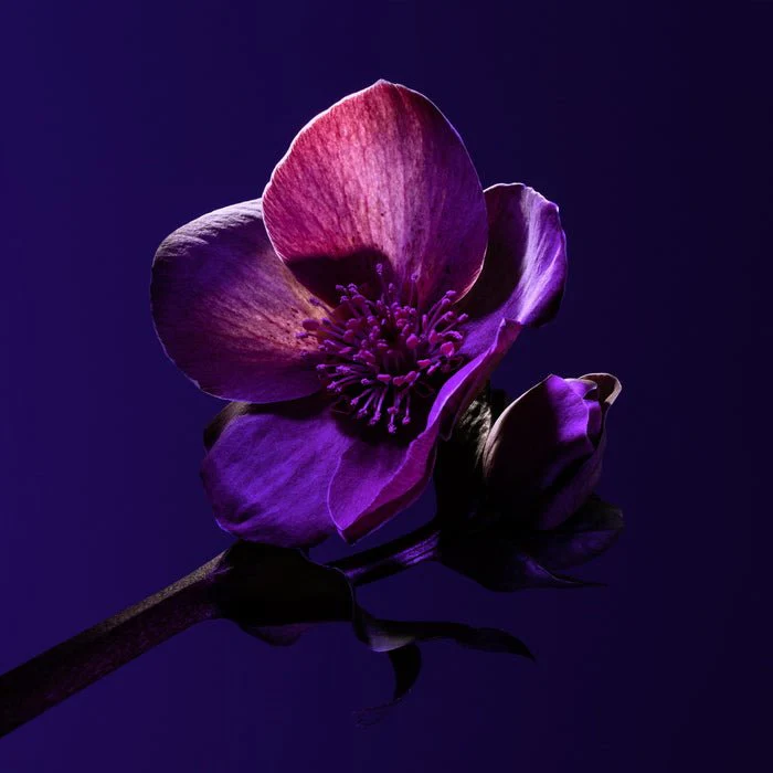 Déodorant Homme Doux 50 ml – Image 5