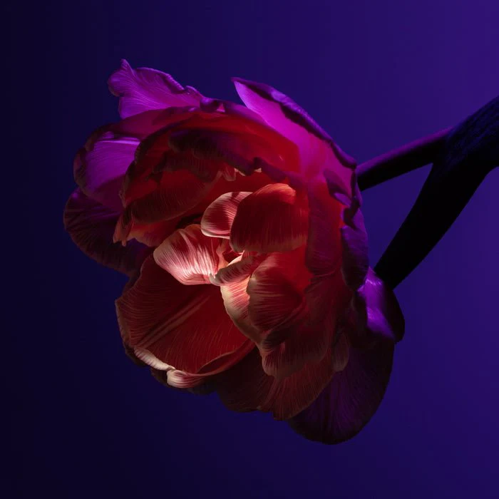 Déodorant Matière Brute 50 ml – Image 3