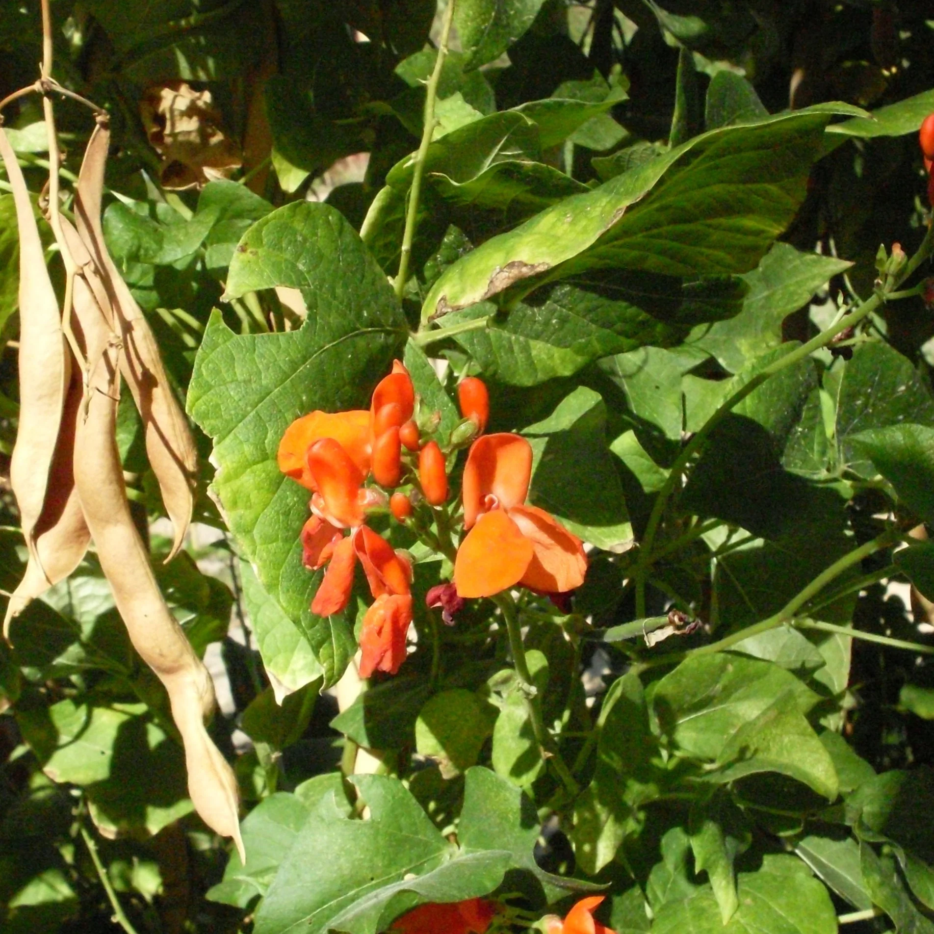 Haricot grimpant vert d'Espagne (plant BIO)