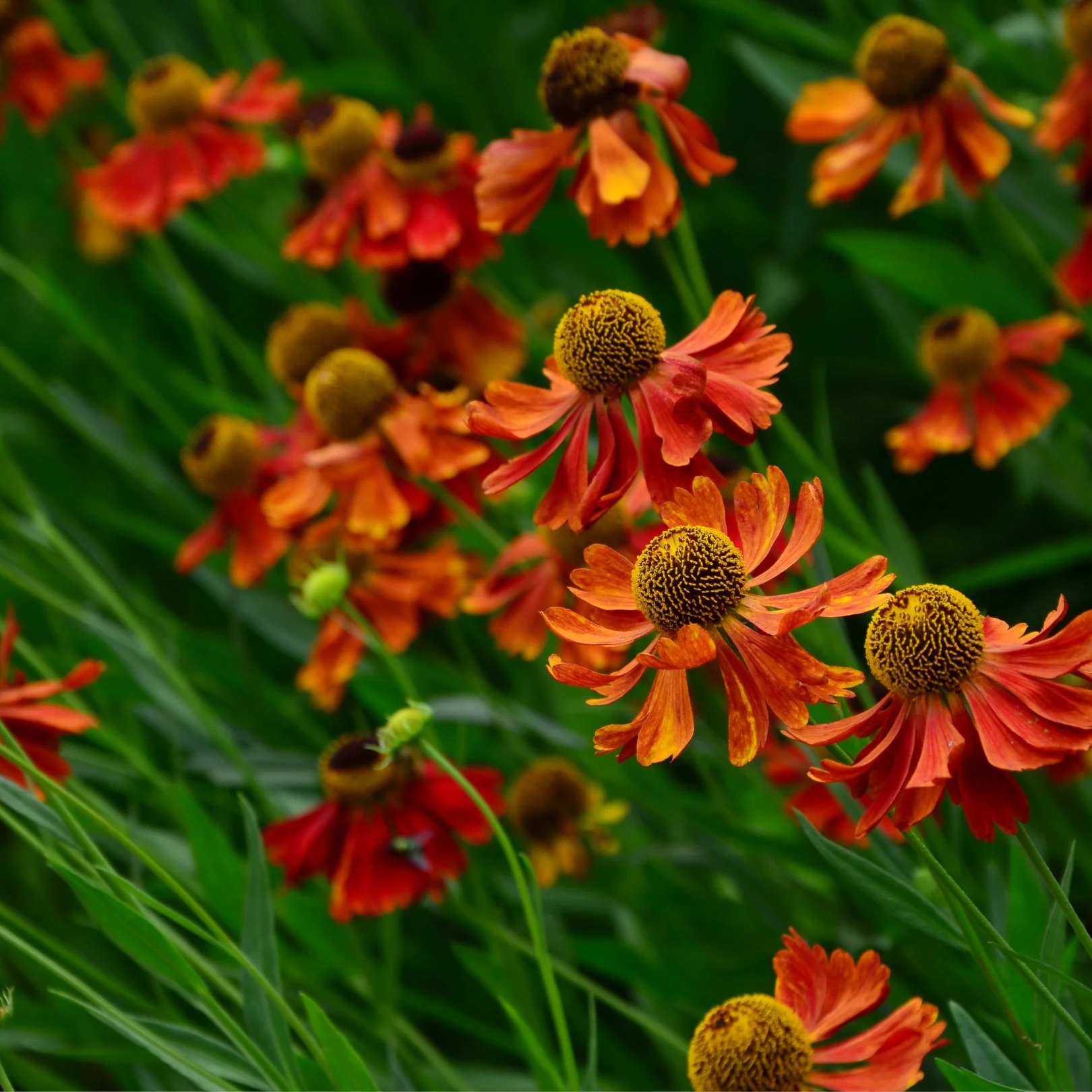 Hélénie Moerheim Beauty - Helenium 'Moerheim Beauty'