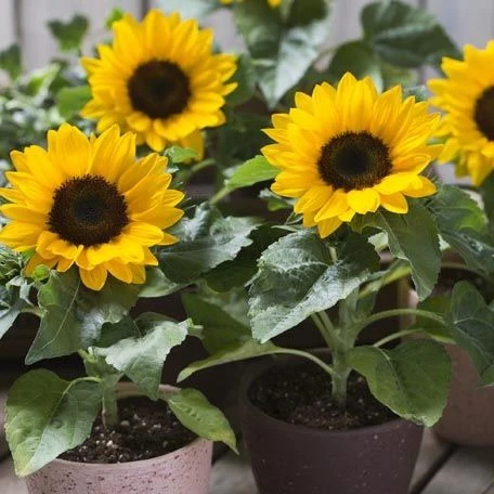 Tournesol Smiley - Helianthus annuus 'Smiley'