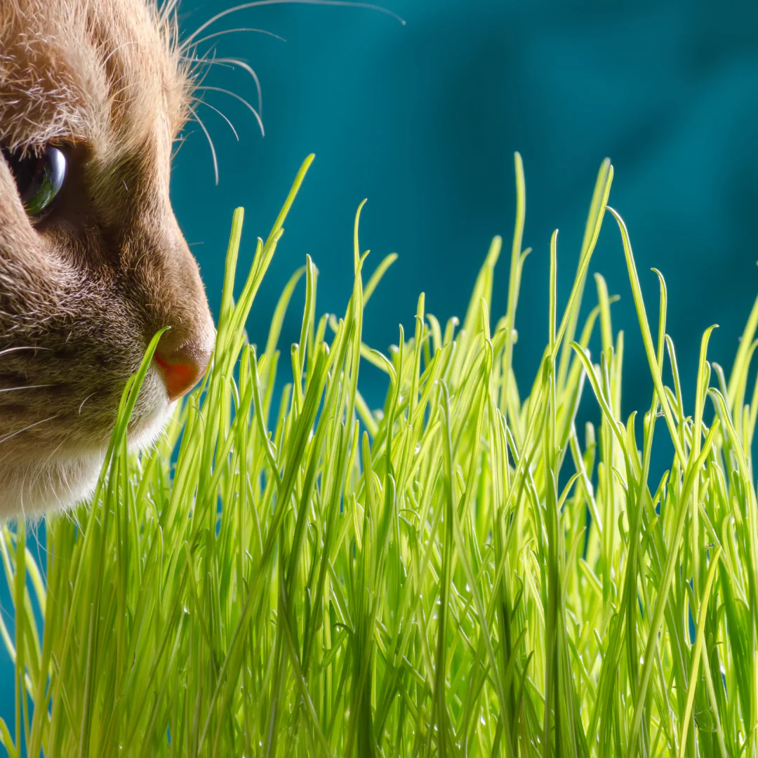 Avoine, herbe pour chat (plant BIO)