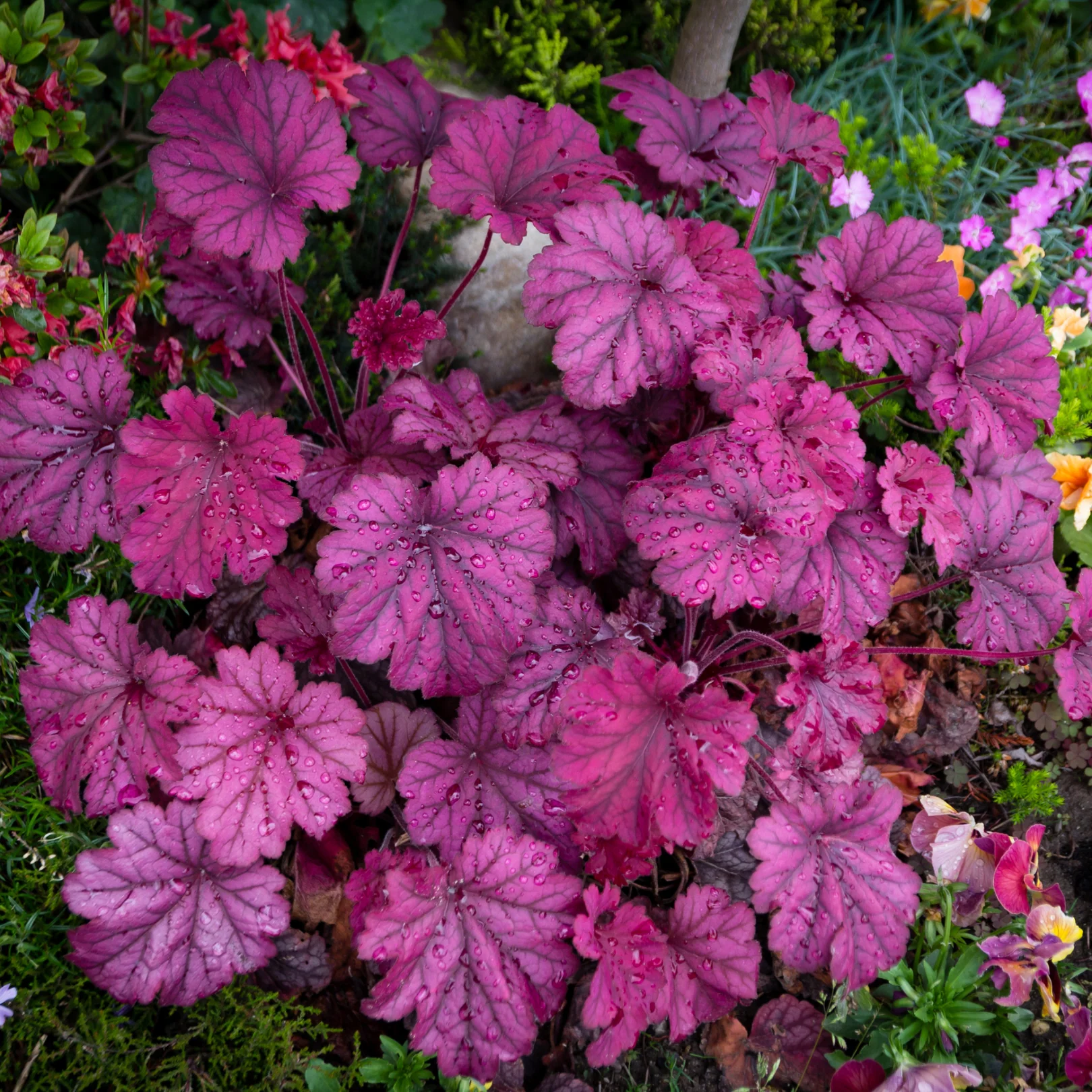 Heuchère Grande Amethyst - Heuchera 'Grande Amethyst'