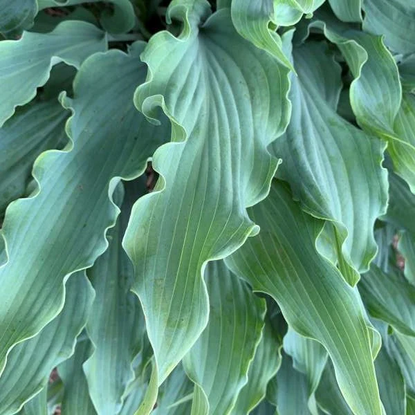 Hosta Wild Imagination - Hosta 'Wild Imagination'