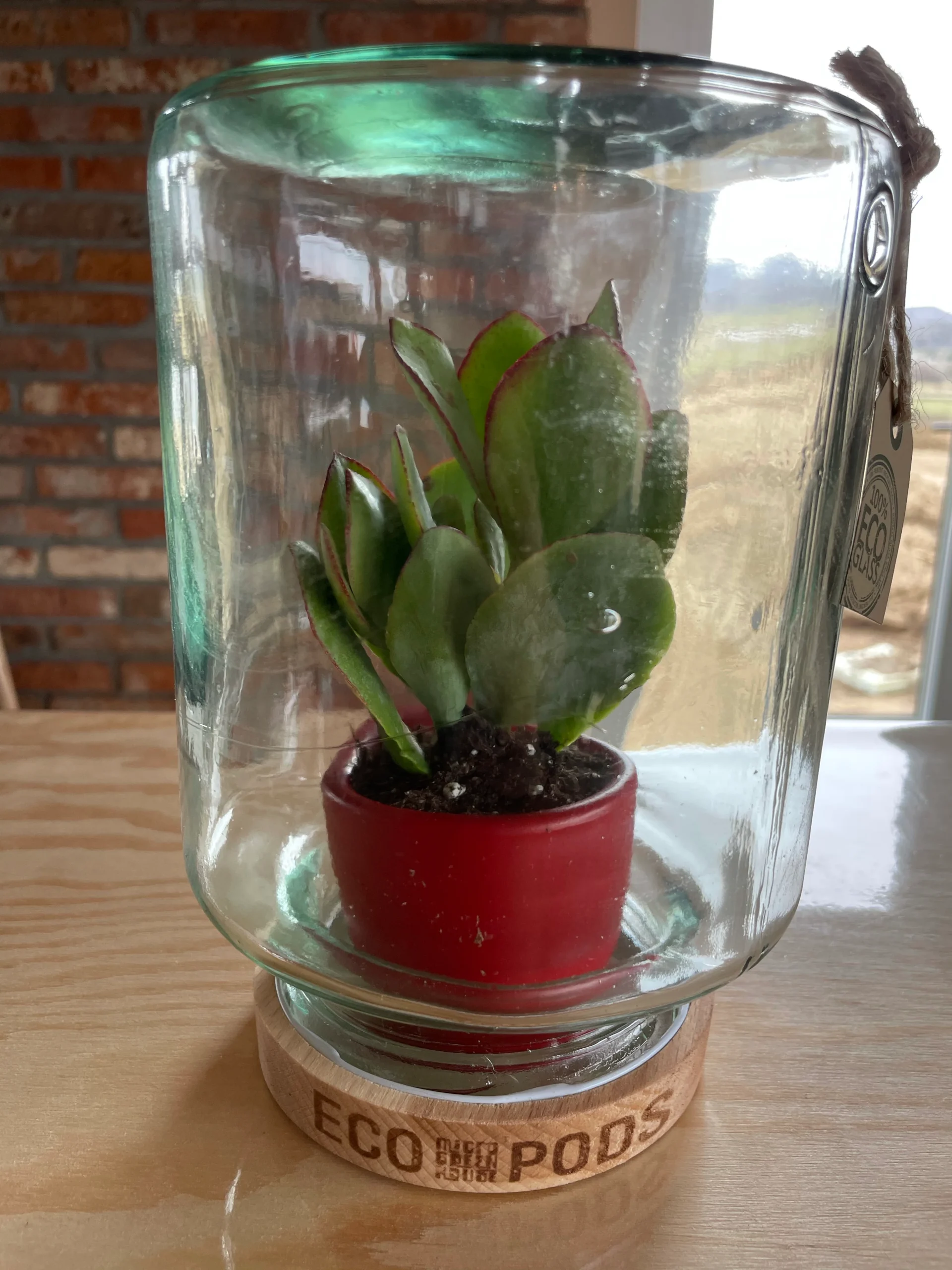 Terrarium debout – Image 3