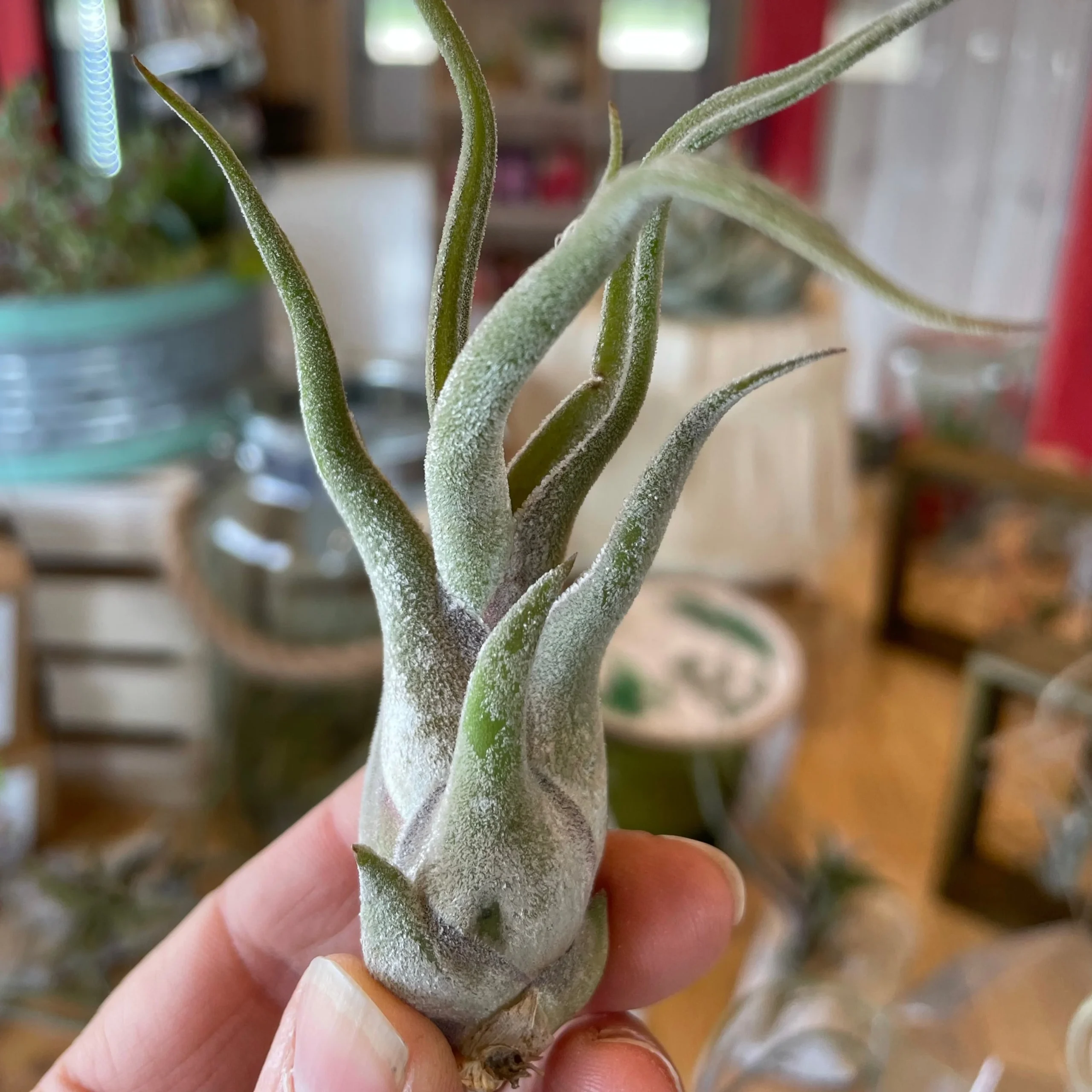 Tillandsia - Tillandsia mixte