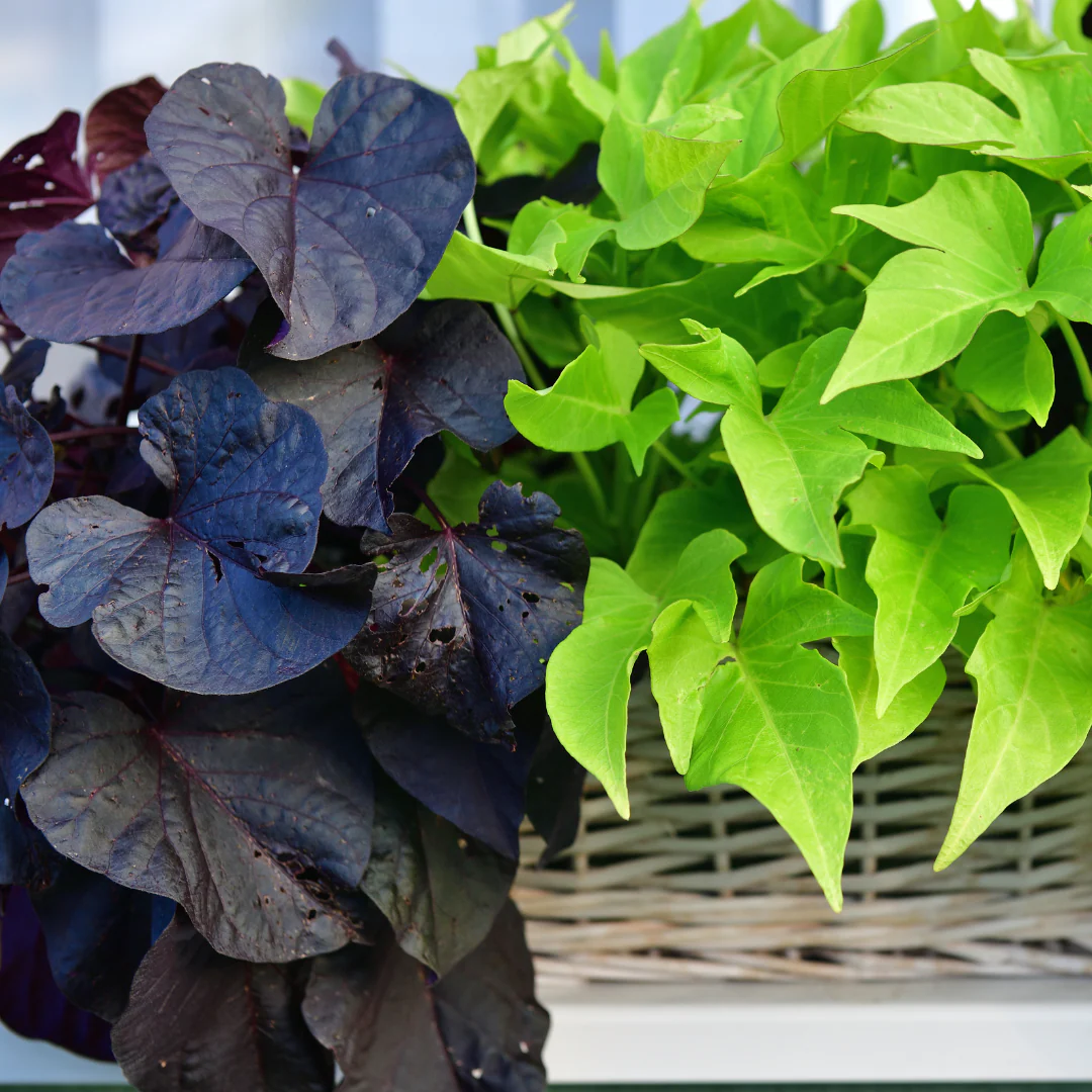 Patate douce - Ipomoea batatas