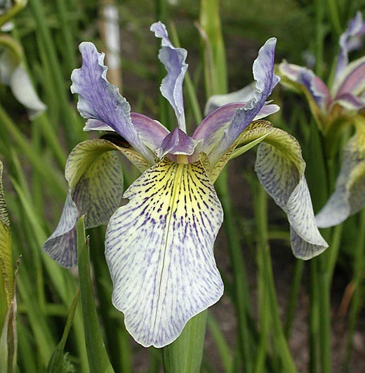 Iris Tipped in Blue - Iris sibirica 'Tipped in Blue'