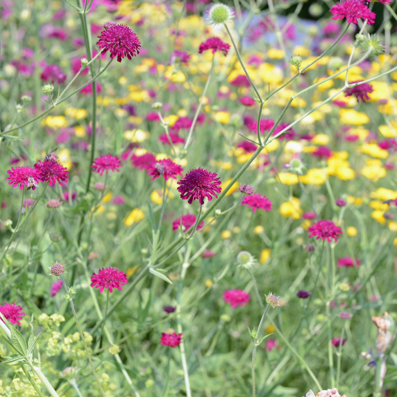 Oreille d'âne - Knautia macedonica