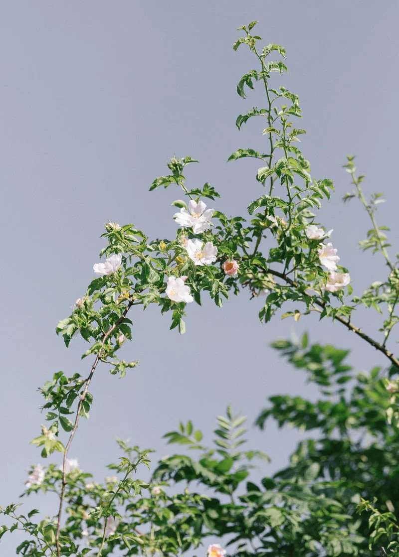 Tonique Visage Routine Lente 50 ml – Image 4