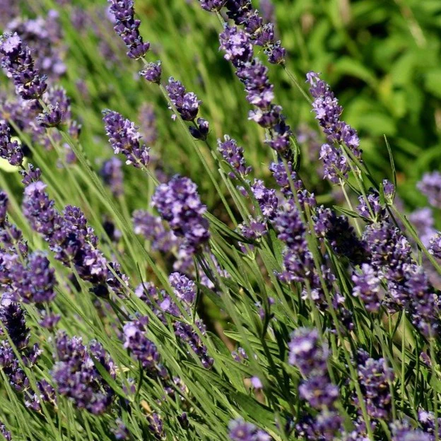 Lavande Hidcote - Lavandula angustifolia 'Hidcote'
