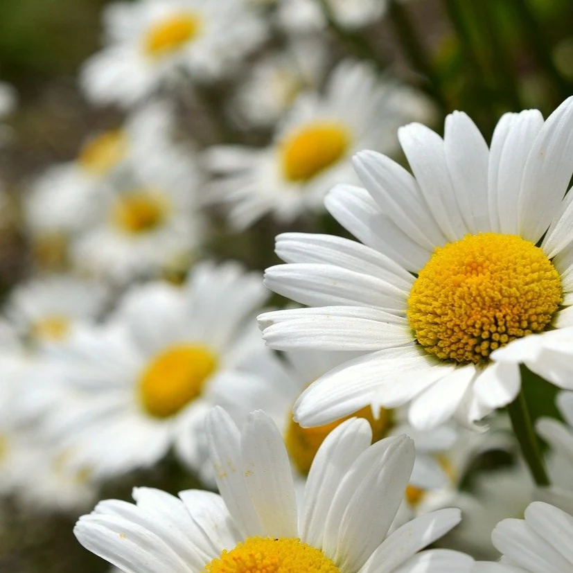 Chrysanthème 'Becky' - Chrysanthemum (Leucanthemum) superbum 'Becky'