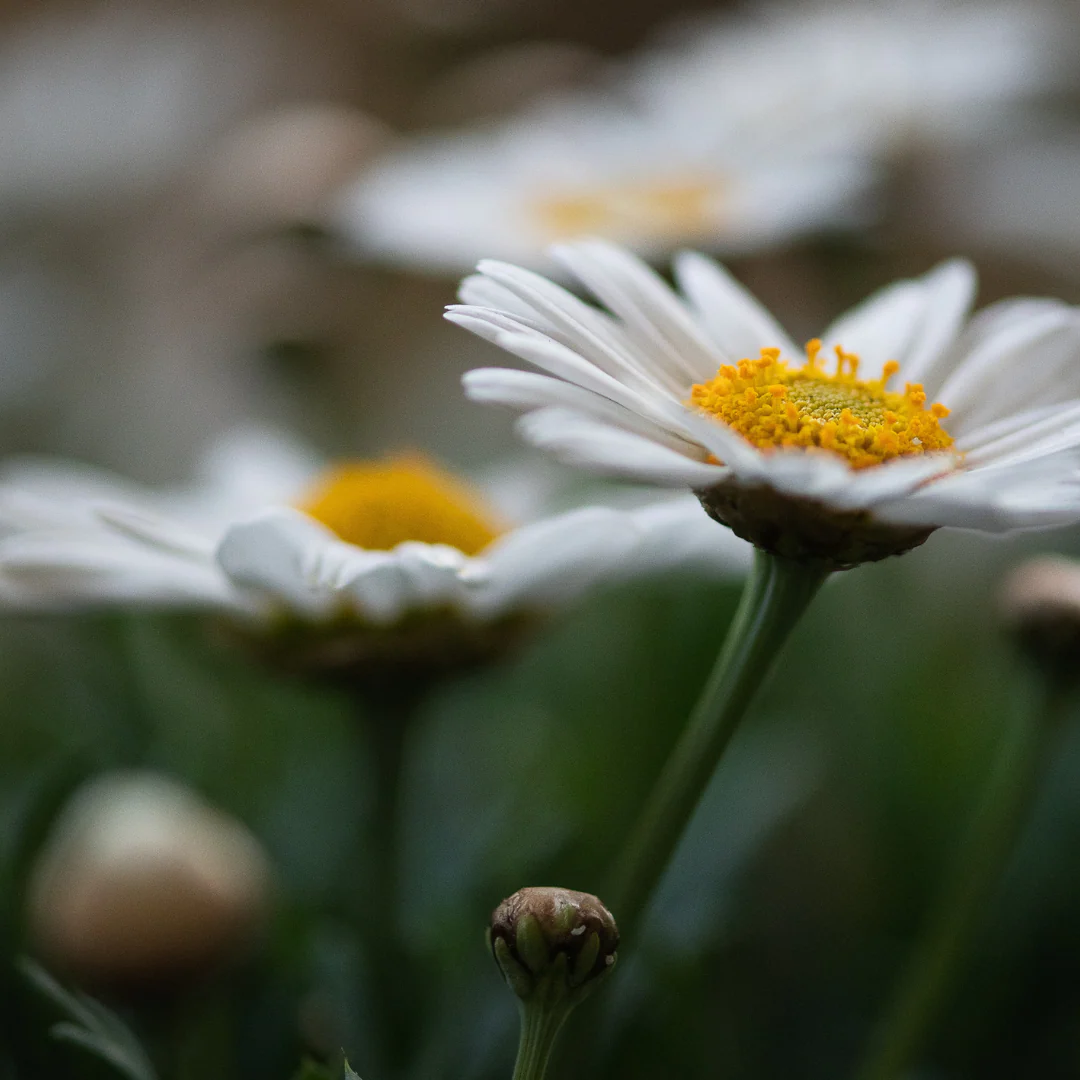 Chrysanthème 'Madonna' - Chrysanthemum (Leucanthemum) superbum 'Madonna'
