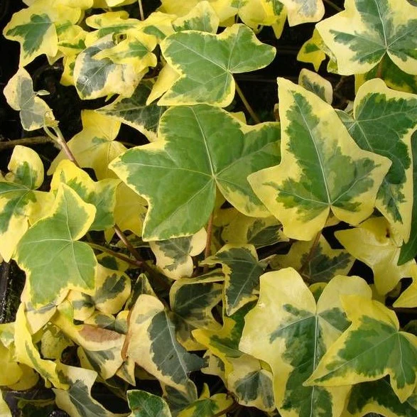 Lierre panaché jaune - Hedera Gold