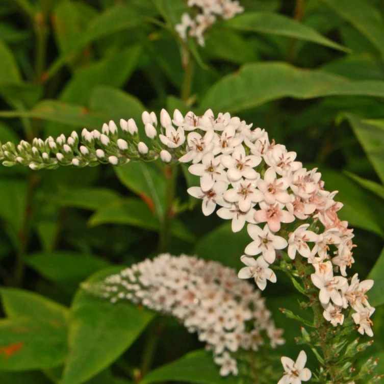 Lysimaque japonaise - Lysimachia clethroides