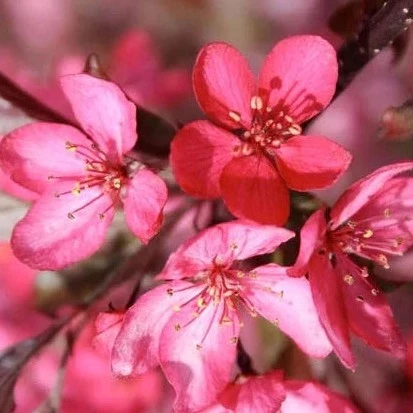 Pommetier Royal Splendor - Malus 'Royal Splendor'