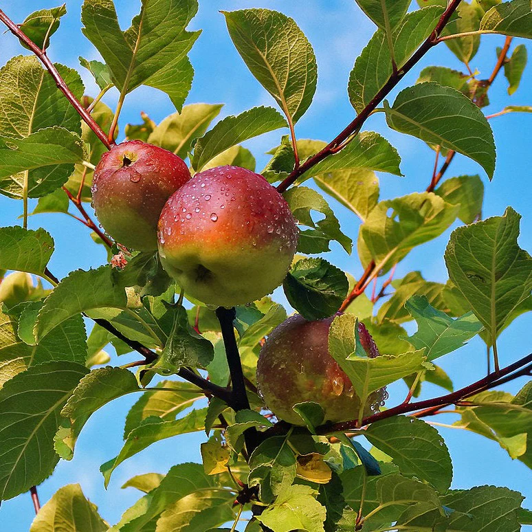 Pommier Liberty - Malus 'Liberty'