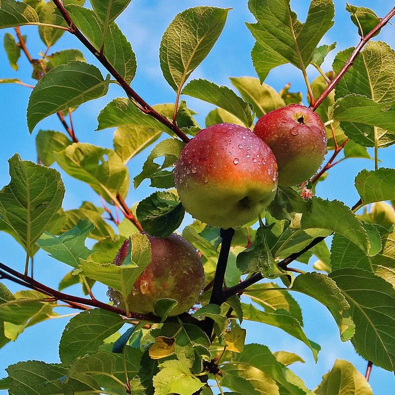 Pommier Prairie Magic - Malus 'Prairie Magic'