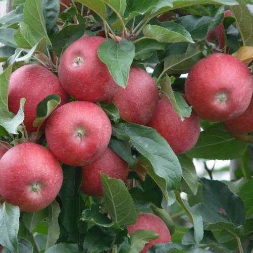Pommier Macoun - Malus 'Macoun'