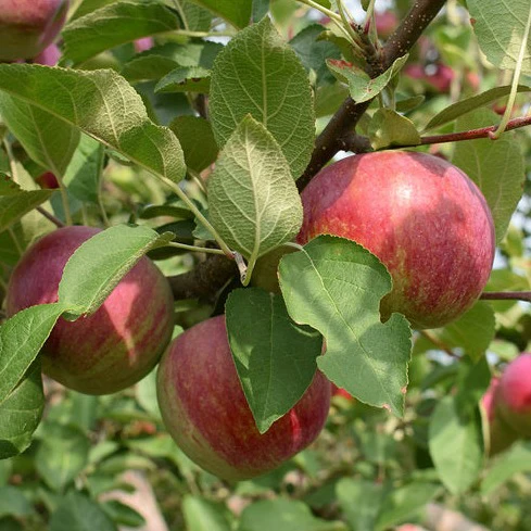 Pommier McIntosh - Malus 'McIntosh'