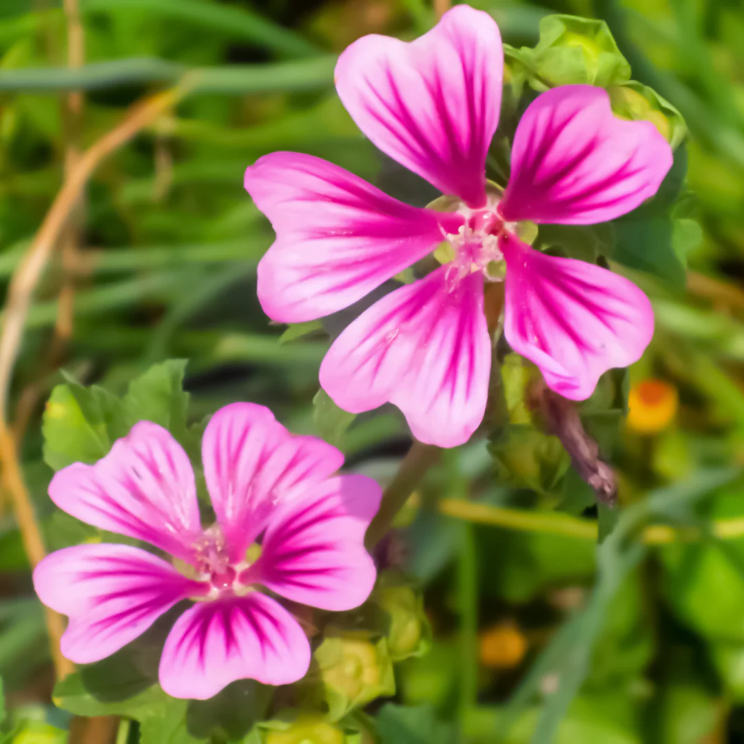 Mauve de Mauritanie (plant BIO)