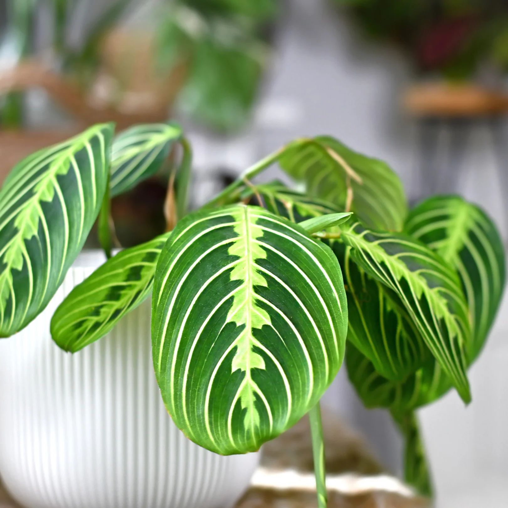 Bébés plantes au profit de la néonatalogie (mars seulement) – Image 3