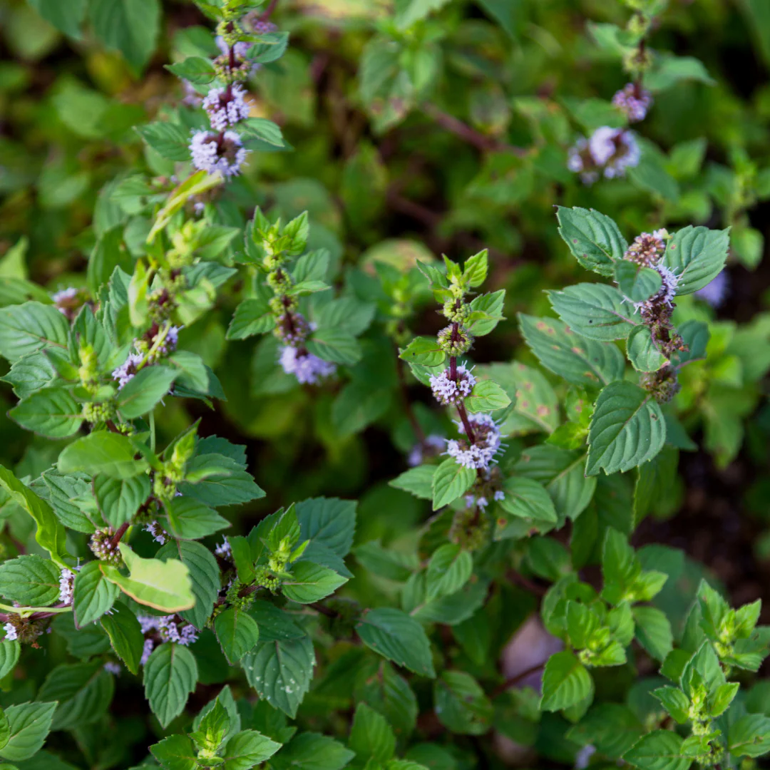 Menthe menthol, du Canada (plant NON-BIO)