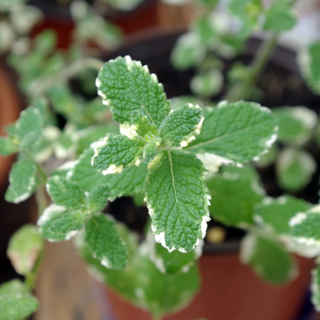 Menthe ananas (plant NON-BIO)