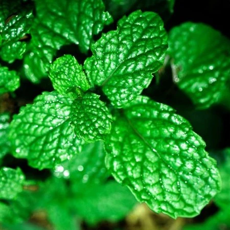 Menthe mojito (plant NON-BIO)