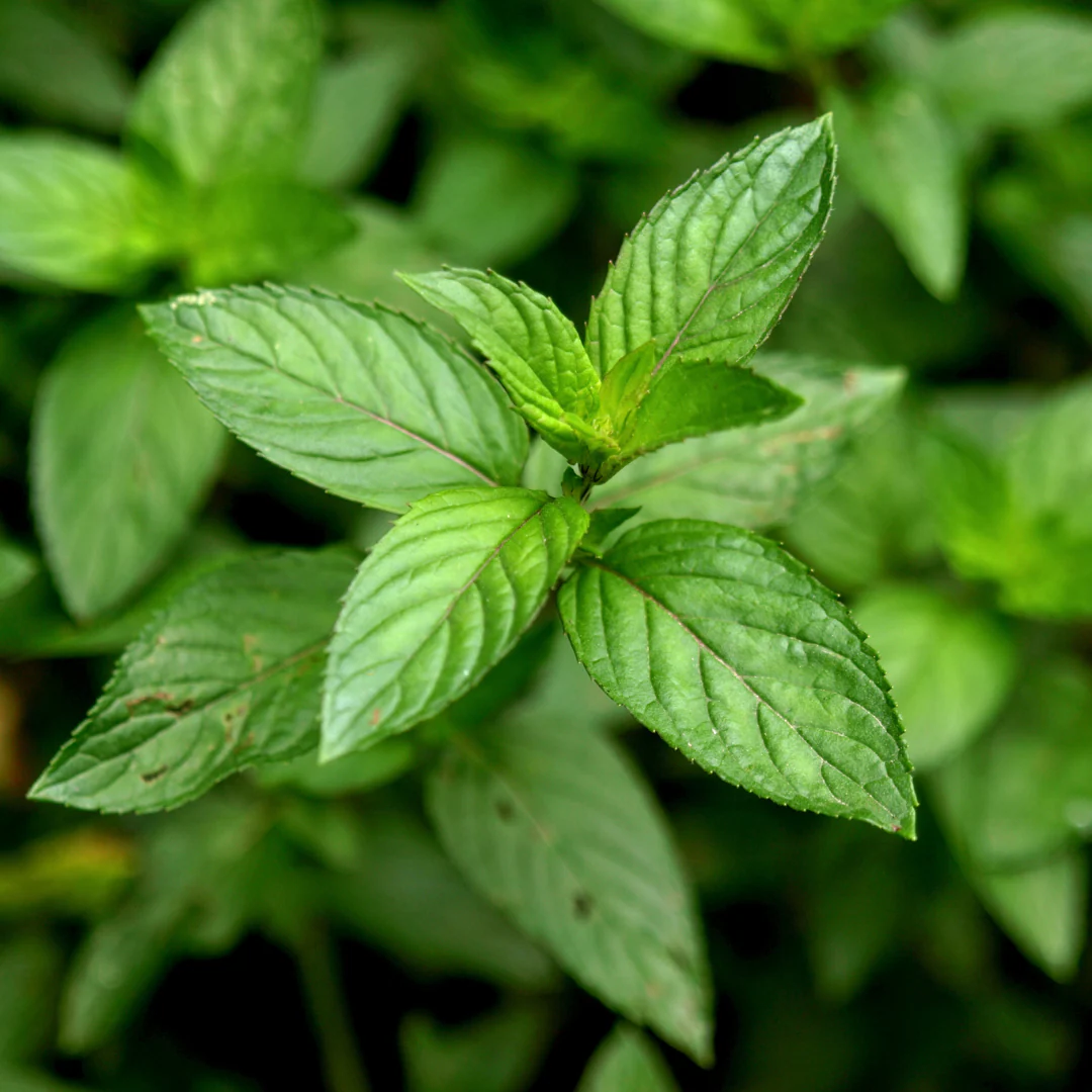 Menthe poivrée (plant BIO)