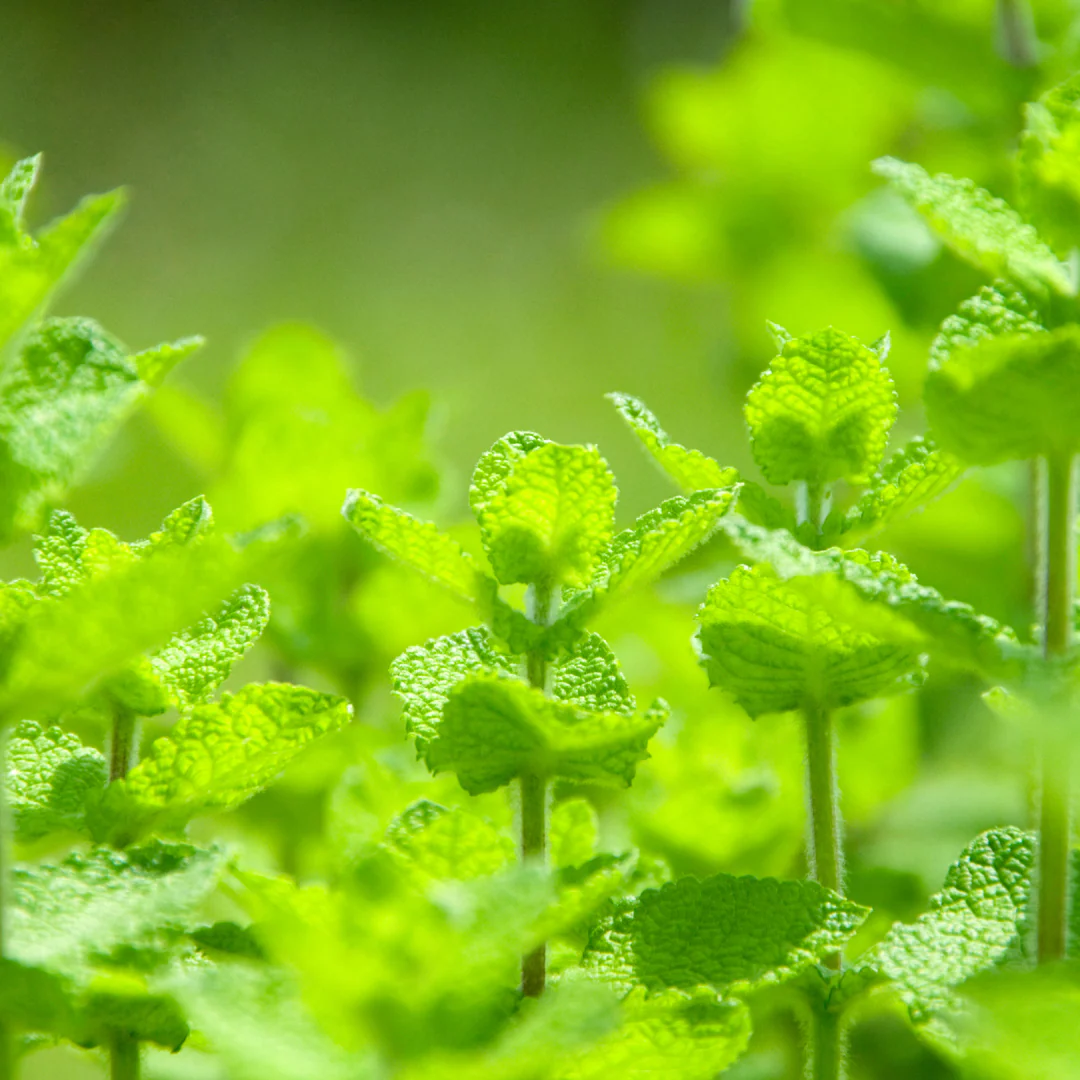 Menthe pomme (plant NON-BIO)