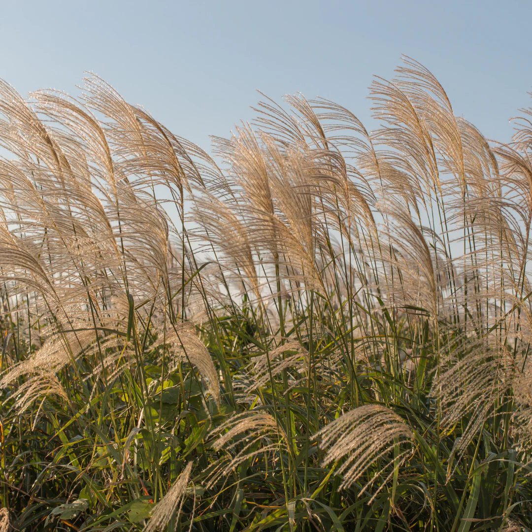 Eulalie Kleine Fontäne - Miscanthus sinensis 'Kleine Fontäne'