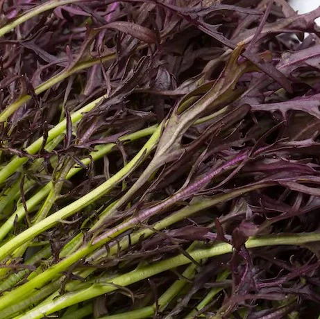 Mizuna Rouge Bio (semences)