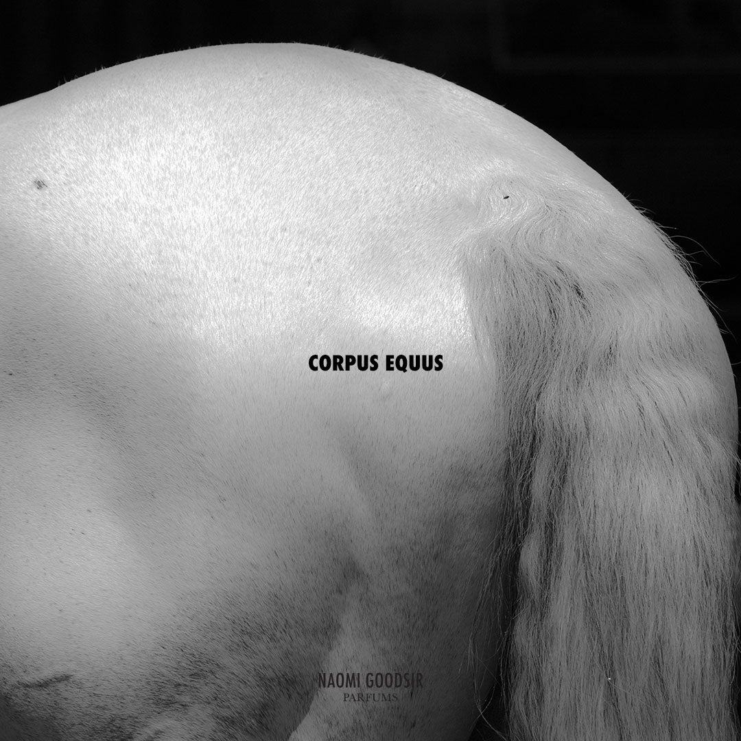 Eau de Parfum Corpus Equus – Image 4