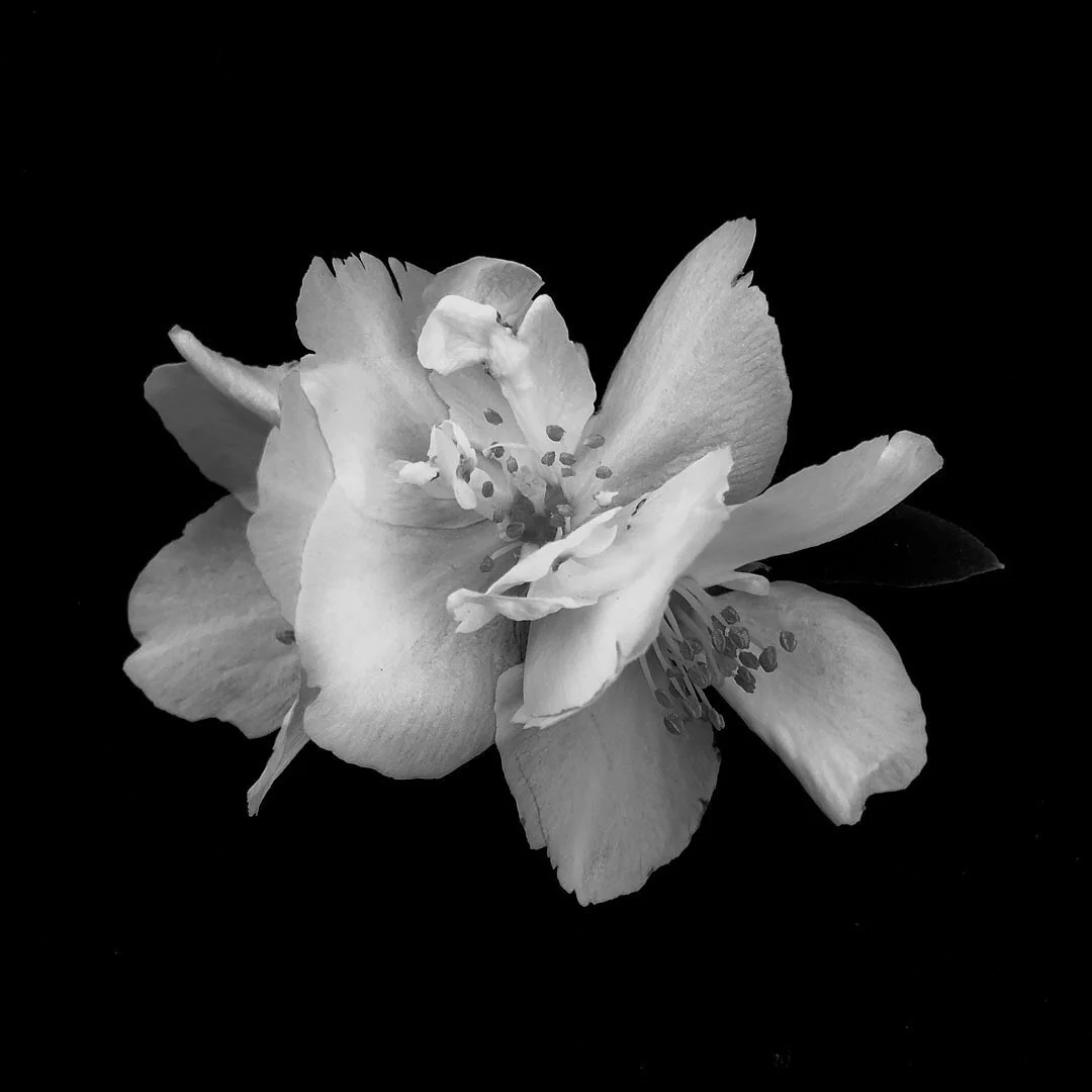 Eau de Parfum Or du Sérail – Image 3