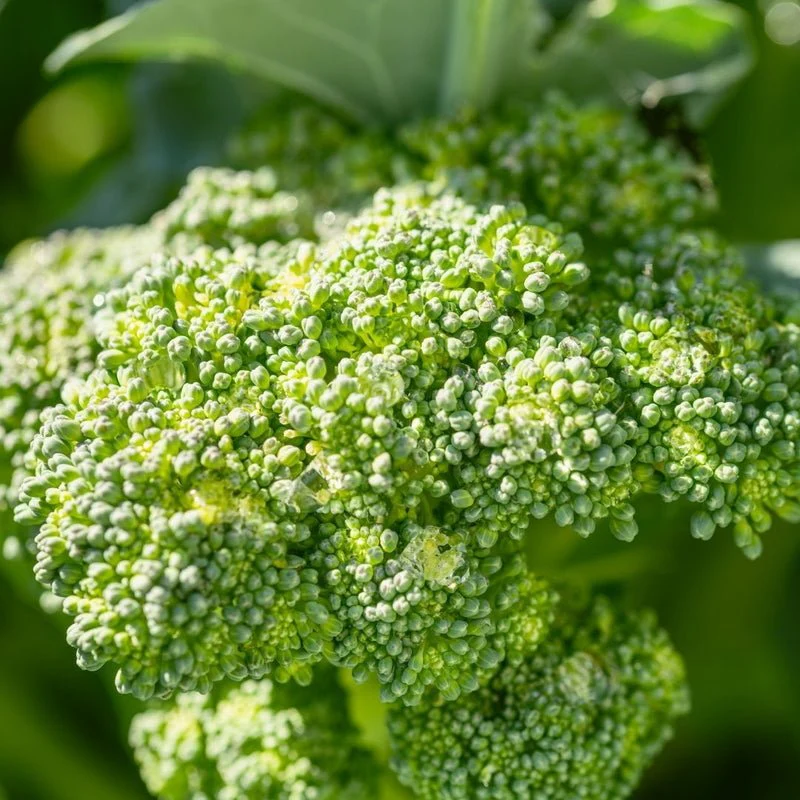 Shampooing Hydratant Volume & Brillance 200 ml – Image 5