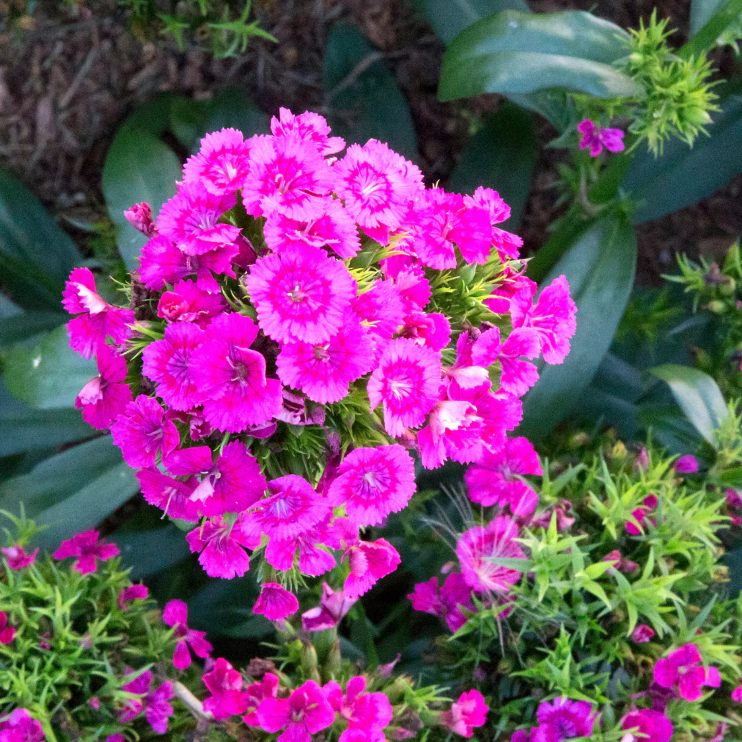 Oeillet 'Jolt Pink Magic' - Dianthus 'Jolt Magic'