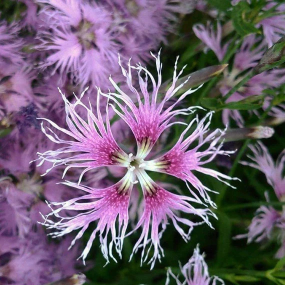 Oeillet plumarius 'Rainbow Loveliness' (plant BIO)