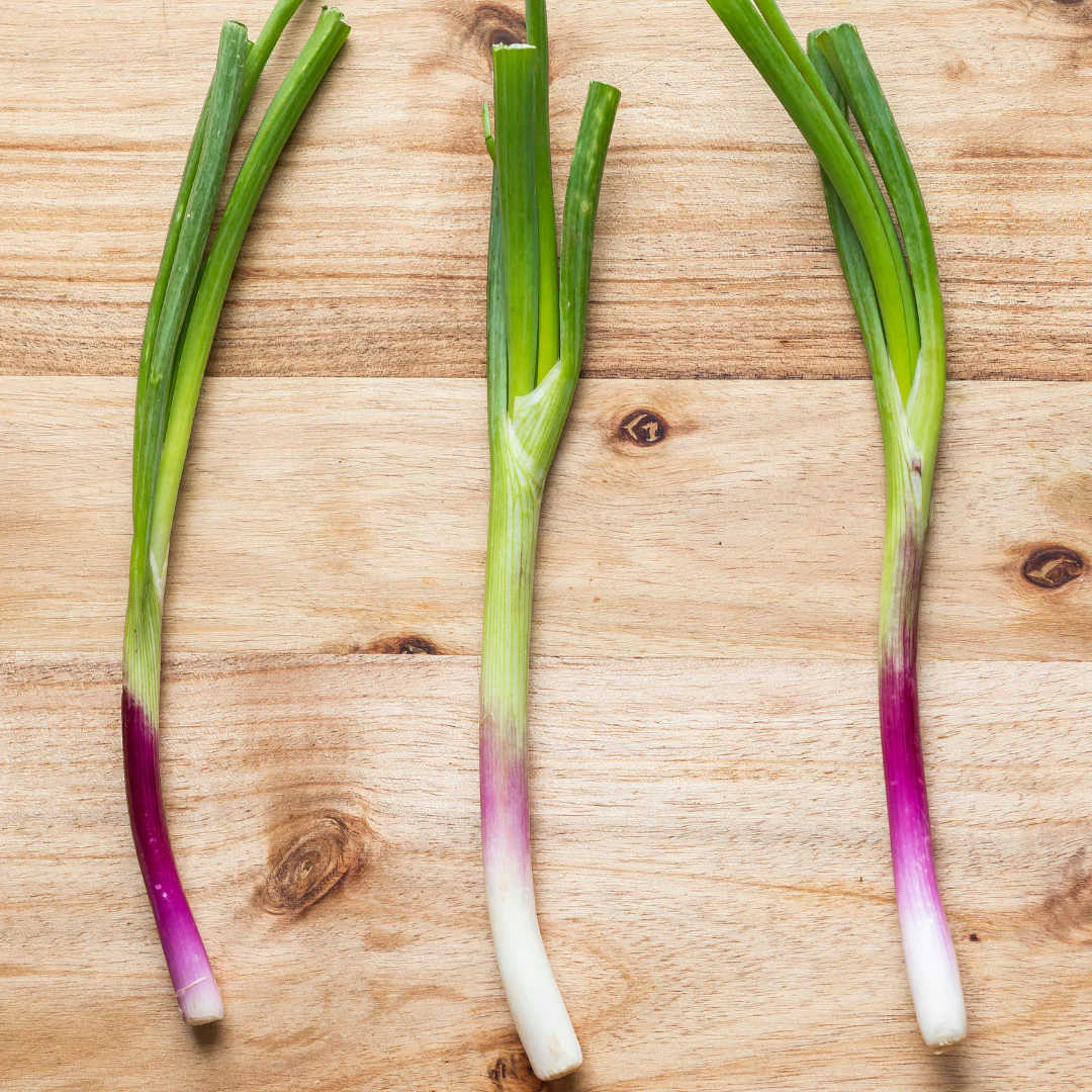 Oignon à botteler rouge (plant BIO)