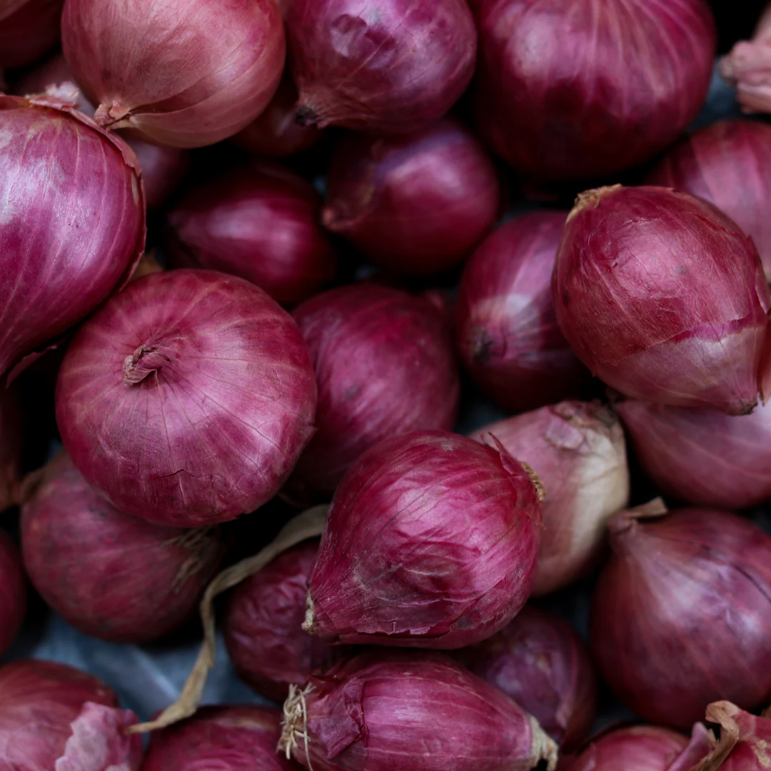 Oignons rouge (plant BIO)