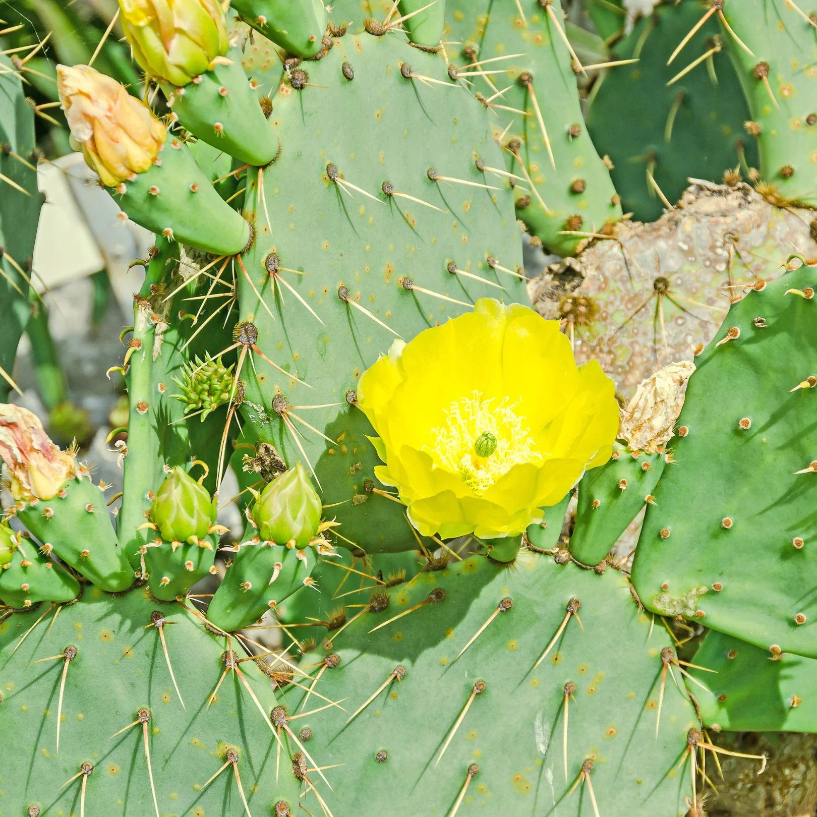 Oponce de l'Est - Opuntia humifusa