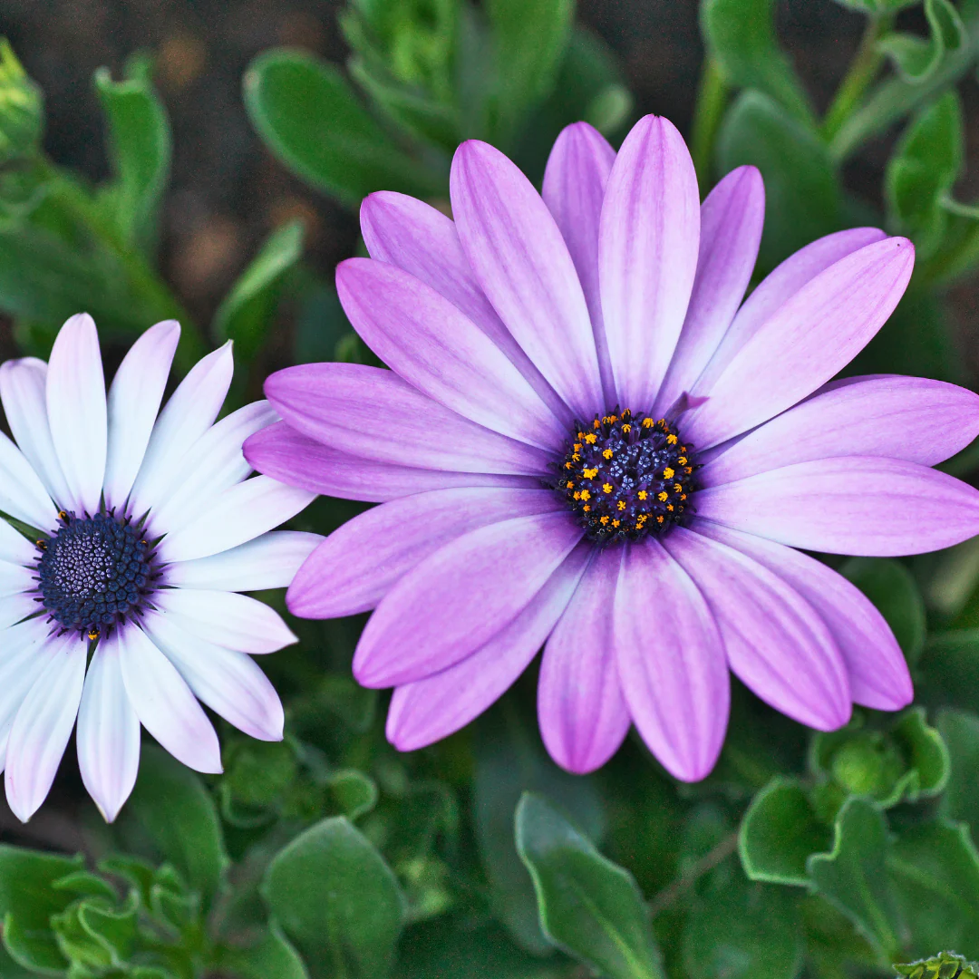 Ostéospermum - Osteospermum sp