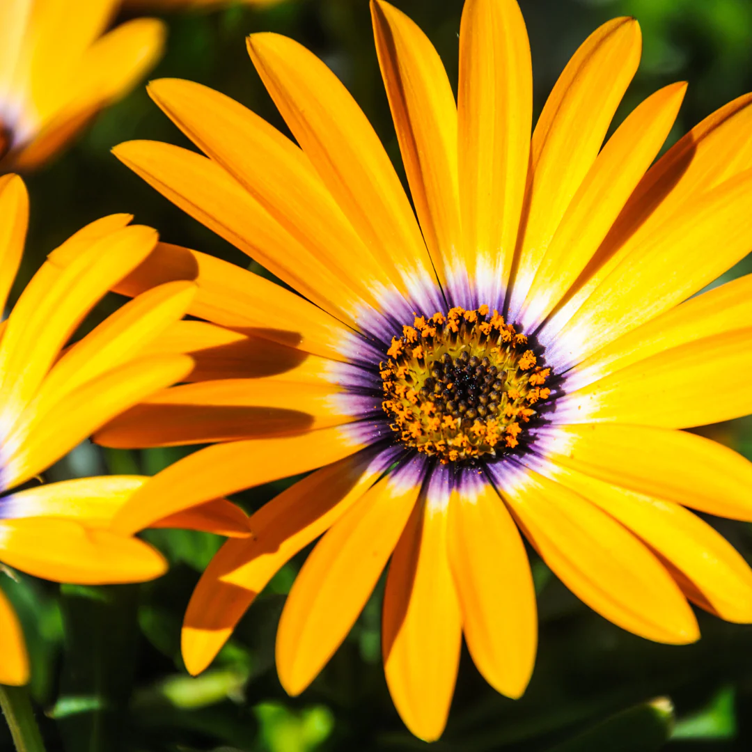 Ostéospermum - Osteospermum sp – Image 5